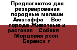 Предлагаются для резервирования породные малаши Амстаффа  - Все города Животные и растения » Собаки   . Мордовия респ.,Саранск г.